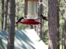 Hummingbirds at Head of Dean